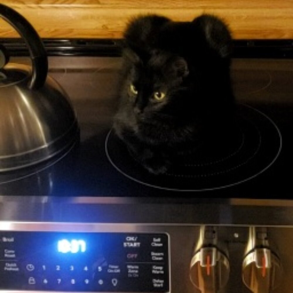 Meet your Posher, Betsy